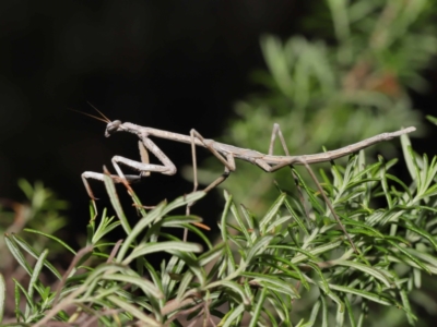 Archimantis latistyla (Stick Mantis, Large Brown Mantis) at Downer, ACT - 30 Jul 2021 by TimL