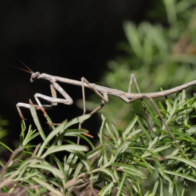 Archimantis latistyla (Stick Mantis, Large Brown Mantis) at Downer, ACT - 30 Jul 2021 by TimL