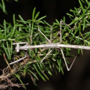 Archimantis latistyla at Downer, ACT - 30 Jul 2021