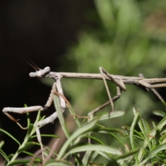 Archimantis latistyla at Downer, ACT - 30 Jul 2021 11:46 AM