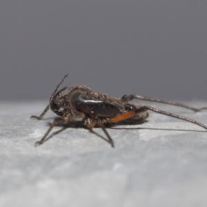 Tuberolachnus salignus at Fyshwick, ACT - 14 Jul 2021 09:16 AM