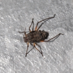 Tuberolachnus salignus at Fyshwick, ACT - 14 Jul 2021 09:16 AM