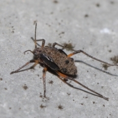 Tuberolachnus salignus at Fyshwick, ACT - 14 Jul 2021