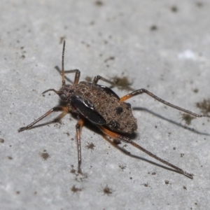 Tuberolachnus salignus at Fyshwick, ACT - 14 Jul 2021 09:16 AM