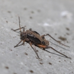 Tuberolachnus salignus at Fyshwick, ACT - 14 Jul 2021