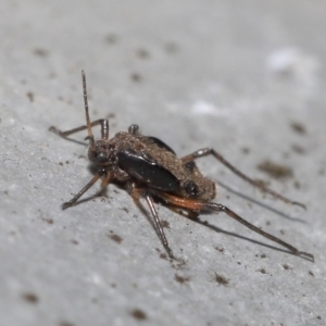 Tuberolachnus salignus at Fyshwick, ACT - 14 Jul 2021 09:16 AM