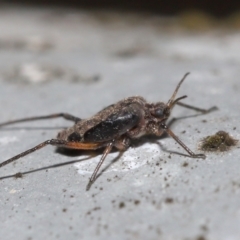 Tuberolachnus salignus at Fyshwick, ACT - 14 Jul 2021