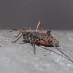 Tuberolachnus salignus (Giant willow aphid) at Fyshwick, ACT - 13 Jul 2021 by TimL