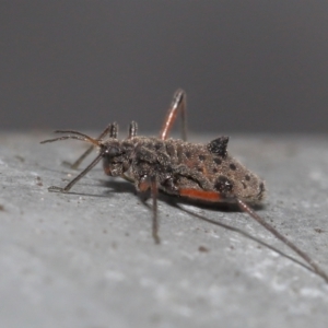 Tuberolachnus salignus at Fyshwick, ACT - 14 Jul 2021