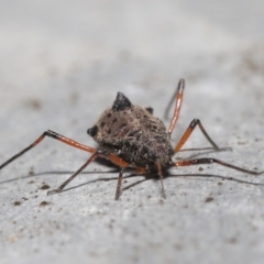 Tuberolachnus salignus (Giant willow aphid) at Fyshwick, ACT - 14 Jul 2021 by TimL