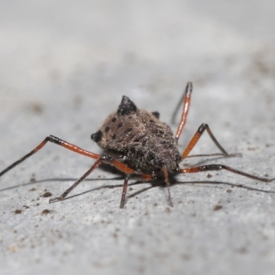 Tuberolachnus salignus (Giant willow aphid) at Fyshwick, ACT - 14 Jul 2021 by TimL