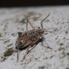 Tuberolachnus salignus at Fyshwick, ACT - 14 Jul 2021 09:12 AM