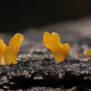 Dacryopinax spathularia at Acton, ACT - 20 Jul 2021