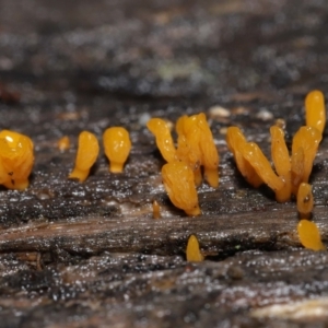 Dacryopinax spathularia at Acton, ACT - 20 Jul 2021