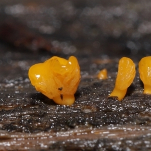 Dacryopinax spathularia at Acton, ACT - 20 Jul 2021