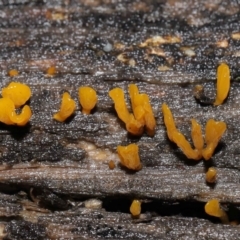 Dacryopinax spathularia at Acton, ACT - 20 Jul 2021