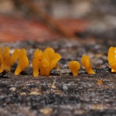 Dacryopinax spathularia at Acton, ACT - 20 Jul 2021