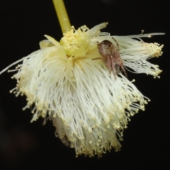 Araneus sp. (genus) at ANBG - 18 Jul 2021 by TimL