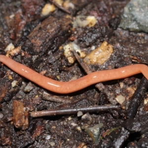 Argonemertes australiensis at Acton, ACT - 25 Jul 2021