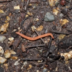 Argonemertes australiensis at Acton, ACT - 25 Jul 2021