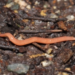 Argonemertes australiensis at Acton, ACT - 25 Jul 2021