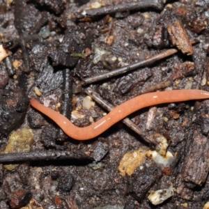 Argonemertes australiensis at Acton, ACT - 25 Jul 2021