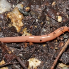 Argonemertes australiensis at Acton, ACT - 25 Jul 2021