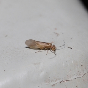 Valenzuela sp. (genus) at Downer, ACT - 25 Jul 2021 11:34 AM