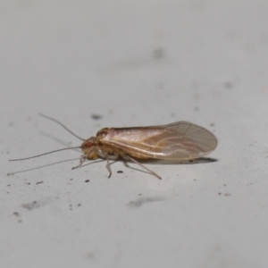 Valenzuela sp. (genus) at Downer, ACT - 25 Jul 2021