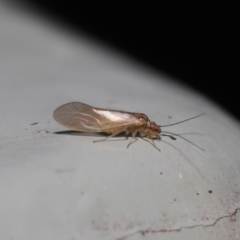 Valenzuela sp. (genus) at Downer, ACT - 25 Jul 2021 11:34 AM