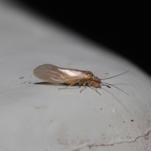 Valenzuela sp. (genus) at Downer, ACT - 25 Jul 2021 11:34 AM