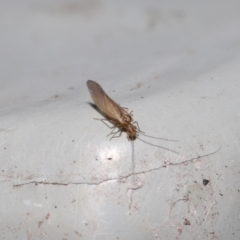 Valenzuela sp. (genus) at Downer, ACT - 25 Jul 2021 11:34 AM