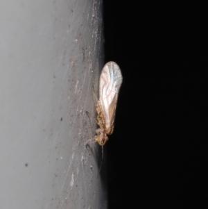 Valenzuela sp. (genus) at Downer, ACT - 25 Jul 2021