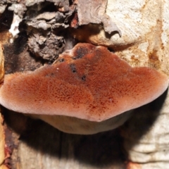 Postia pelliculosa (A wood-rotting bracket fungus) at Acton, ACT - 20 Jul 2021 by TimL