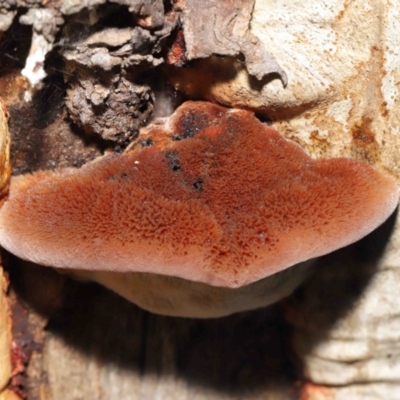 Postia pelliculosa (A wood-rotting bracket fungus) at Acton, ACT - 20 Jul 2021 by TimL