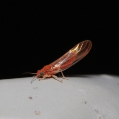 Psyllidae sp. (family) (Unidentified psyllid or lerp insect) at Downer, ACT - 16 Jul 2021 by TimL