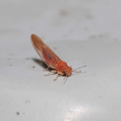 Psyllidae sp. (family) at Downer, ACT - 16 Jul 2021