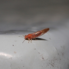 Psyllidae sp. (family) at Downer, ACT - 16 Jul 2021