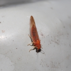 Psyllidae sp. (family) at Downer, ACT - 16 Jul 2021