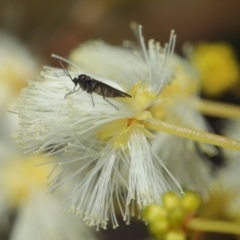 Sciaridae sp. (family) (Black fungus gnat) at Downer, ACT - 18 Jul 2021 by TimL