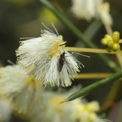 Sciaridae sp. (family) at Downer, ACT - 18 Jul 2021 12:01 PM