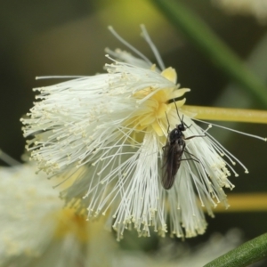 Sciaridae sp. (family) at Downer, ACT - 18 Jul 2021