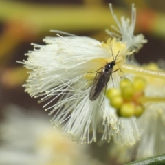 Sciaridae sp. (family) at Downer, ACT - 18 Jul 2021