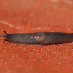 Deroceras laeve (Marsh Slug) at Downer, ACT - 23 Jul 2021 by TimL