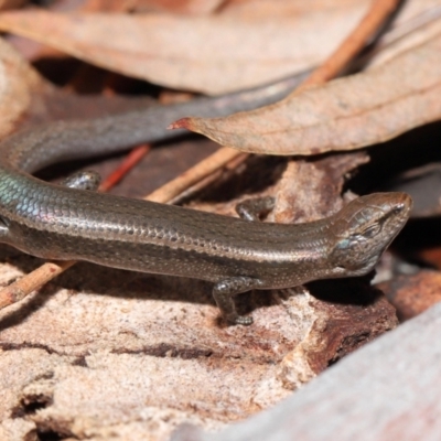 Lampropholis delicata (Delicate Skink) at ANBG - 18 Jul 2021 by TimL