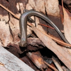 Lampropholis delicata at Downer, ACT - 18 Jul 2021