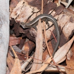 Lampropholis delicata at Downer, ACT - 18 Jul 2021