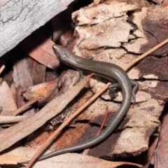 Lampropholis delicata at Downer, ACT - 18 Jul 2021