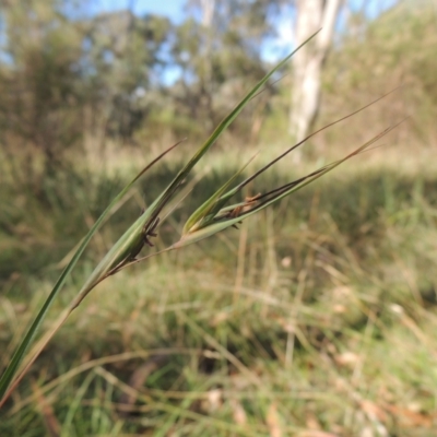 Themeda triandra (Kangaroo Grass) at Bruce Ridge to Gossan Hill - 11 Apr 2021 by michaelb