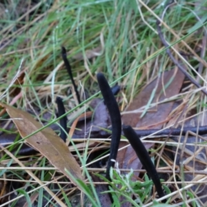 Geoglossum at Paddys River, ACT - 30 Jul 2021